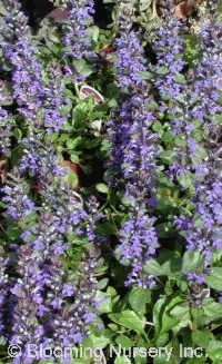 Ajuga reptans  'Jungle Beauty'